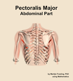 The abdominal part of the pectoralis major muscle of the shoulder - orientation 5