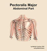 The abdominal part of the pectoralis major muscle of the shoulder - orientation 6