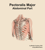The abdominal part of the pectoralis major muscle of the shoulder - orientation 7