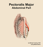 The abdominal part of the pectoralis major muscle of the shoulder - orientation 8