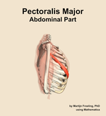 The abdominal part of the pectoralis major muscle of the shoulder - orientation 9