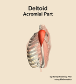 The acromial part of the deltoid muscle of the shoulder - orientation 1
