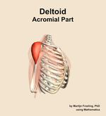The acromial part of the deltoid muscle of the shoulder - orientation 10