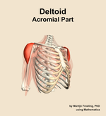 The acromial part of the deltoid muscle of the shoulder - orientation 11
