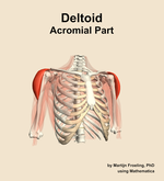 The acromial part of the deltoid muscle of the shoulder - orientation 12