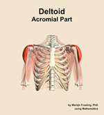 The acromial part of the deltoid muscle of the shoulder - orientation 13