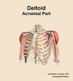 The acromial part of the deltoid muscle of the shoulder - orientation 14