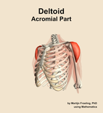 The acromial part of the deltoid muscle of the shoulder - orientation 15