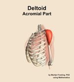The acromial part of the deltoid muscle of the shoulder - orientation 16