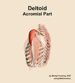 The acromial part of the deltoid muscle of the shoulder - orientation 2