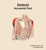 The acromial part of the deltoid muscle of the shoulder - orientation 3
