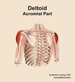 The acromial part of the deltoid muscle of the shoulder - orientation 4