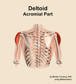 The acromial part of the deltoid muscle of the shoulder - orientation 5