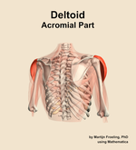 The acromial part of the deltoid muscle of the shoulder - orientation 6