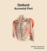 The acromial part of the deltoid muscle of the shoulder - orientation 7