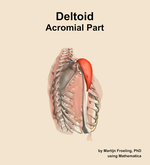 The acromial part of the deltoid muscle of the shoulder - orientation 8