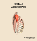 The acromial part of the deltoid muscle of the shoulder - orientation 9