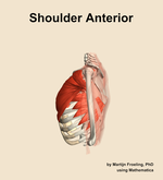 Muscles of the anterior compartment of the shoulder - orientation 1