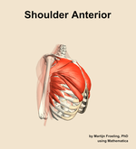 Muscles of the anterior compartment of the shoulder - orientation 10