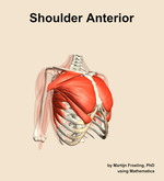 Muscles of the anterior compartment of the shoulder - orientation 11