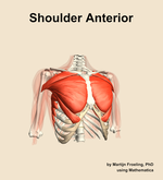 Muscles of the anterior compartment of the shoulder - orientation 12