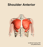 Muscles of the anterior compartment of the shoulder - orientation 13