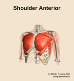 Muscles of the anterior compartment of the shoulder - orientation 14