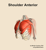 Muscles of the anterior compartment of the shoulder - orientation 15