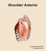 Muscles of the anterior compartment of the shoulder - orientation 2