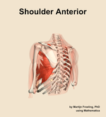 Muscles of the anterior compartment of the shoulder - orientation 3