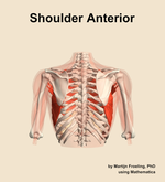 Muscles of the anterior compartment of the shoulder - orientation 5