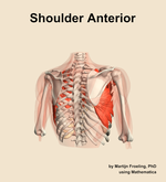 Muscles of the anterior compartment of the shoulder - orientation 6