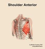 Muscles of the anterior compartment of the shoulder - orientation 7