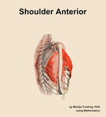 Muscles of the anterior compartment of the shoulder - orientation 8