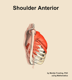 Muscles of the anterior compartment of the shoulder - orientation 9