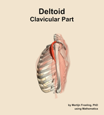 The clavicular part of the deltoid muscle of the shoulder - orientation 1