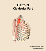 The clavicular part of the deltoid muscle of the shoulder - orientation 10