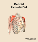 The clavicular part of the deltoid muscle of the shoulder - orientation 11