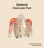 The clavicular part of the deltoid muscle of the shoulder - orientation 12