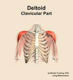The clavicular part of the deltoid muscle of the shoulder - orientation 13