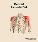 The clavicular part of the deltoid muscle of the shoulder - orientation 14