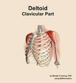 The clavicular part of the deltoid muscle of the shoulder - orientation 15