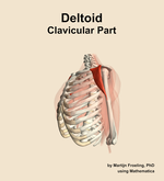 The clavicular part of the deltoid muscle of the shoulder - orientation 16