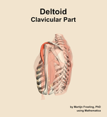 The clavicular part of the deltoid muscle of the shoulder - orientation 2