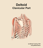 The clavicular part of the deltoid muscle of the shoulder - orientation 3