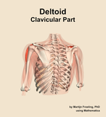 The clavicular part of the deltoid muscle of the shoulder - orientation 4