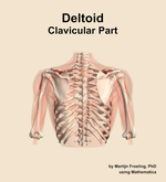 The clavicular part of the deltoid muscle of the shoulder - orientation 5