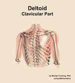 The clavicular part of the deltoid muscle of the shoulder - orientation 6