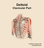 The clavicular part of the deltoid muscle of the shoulder - orientation 7