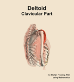 The clavicular part of the deltoid muscle of the shoulder - orientation 8